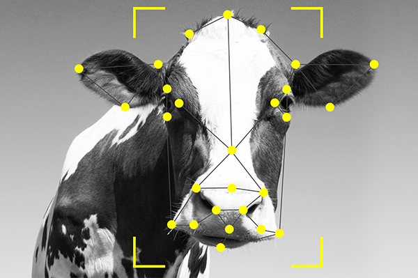 Cow with biometric over face